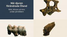 Kött och djurhållning på järnålderns Öland