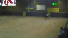 SPHA Paintchampionat Fredag Eftermiddagspass - 26 Sep 16:58