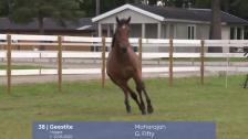 # 38 - Geestile