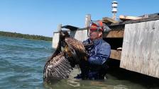 Örn räddas i Eckerö